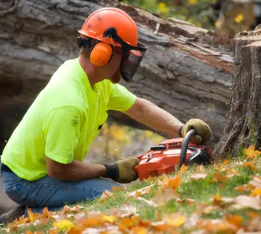 tree services Chackbay